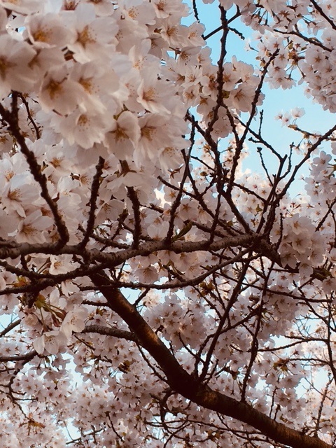 Beautiful Bouqet