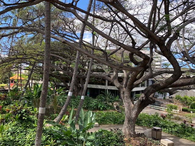 Beach & Moanalua Gardens Photo Package
