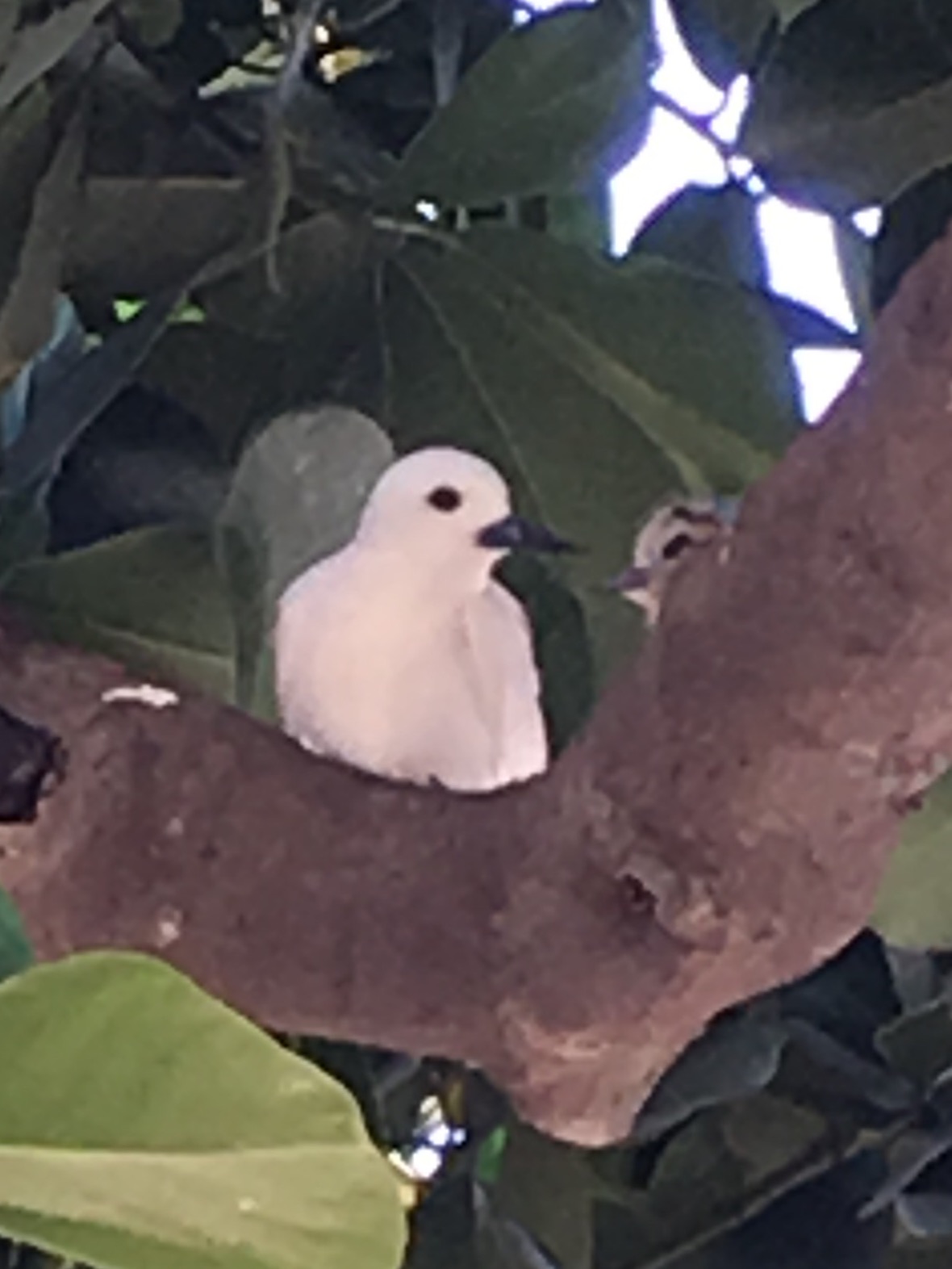 ޥ̥
