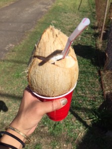 coconut north