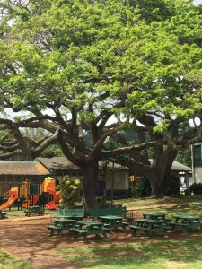 C0229955-D253-44E7-8333-CD9B4EA1D715