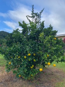 1A2F0EC7-A5A3-4CAA-9C96-A52DB531ABF3