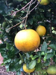 845F3E9D-EDBF-4D46-9EC2-AA6330A2A943